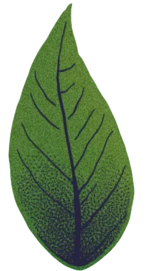 leaf image